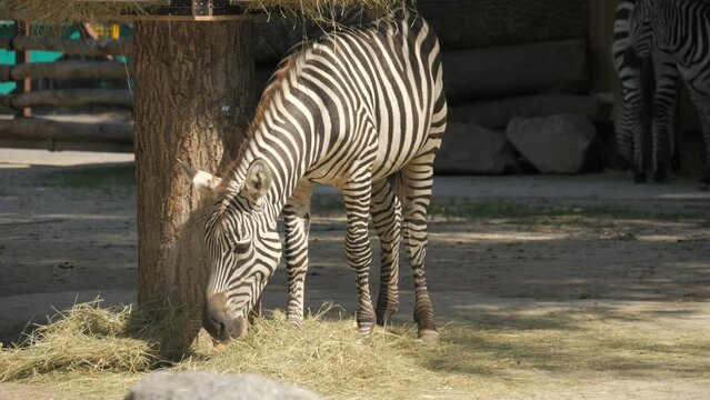 A zebra eats hay in the zoo in slow motion