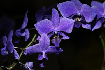 Dark blue Genetically modified Phalaenopsis orchid GMO plant 