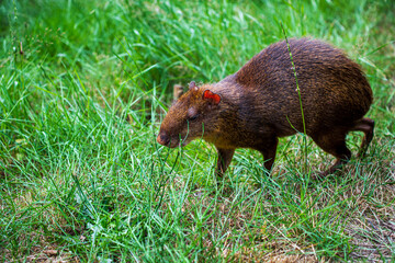  Common agouti on the green meadow