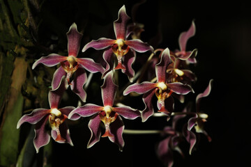Beautiful Paraphalaenopsis Boediardjo orchid flower with pink petals