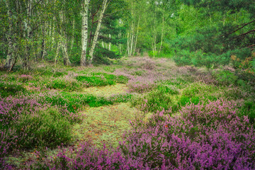 footpath in the forest