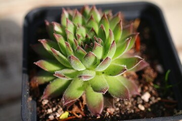 rojnik Sempervivum Anne Marie