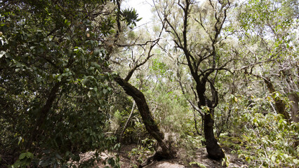 laurel forest in the island of La Gomera (canary islands)