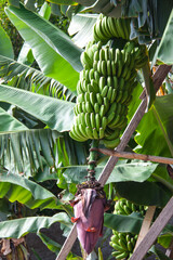 Platanera con flor y manojo de pl&aacute;tanos