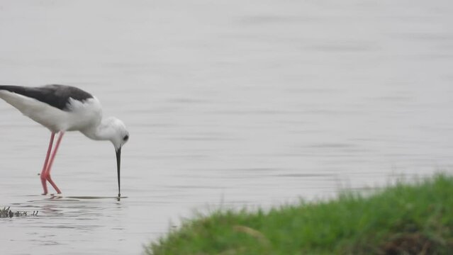 Black winged Stilt on lake