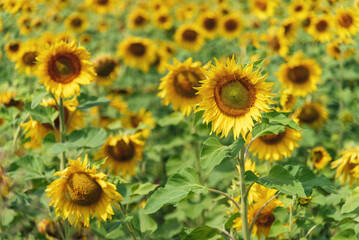Bright yellow sunflowers in the field, background.