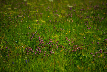 view of a field with meadow flowers