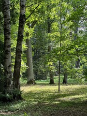 footpath in the forest