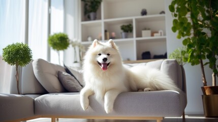 Adorable Samoyed dog in modern living room