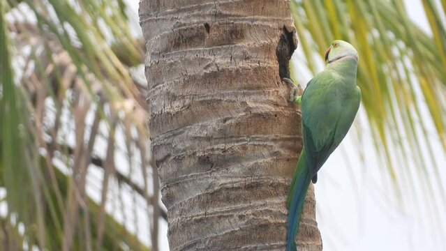 Rose ringed parakeet bird on coconut tree , playing