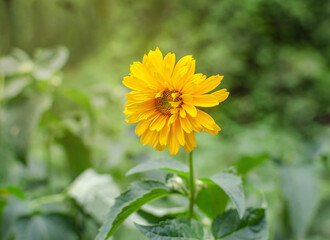 garden yellow summer flower
