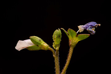 Life and Death Wildflower Black Background from Morehead, Kentucky USA