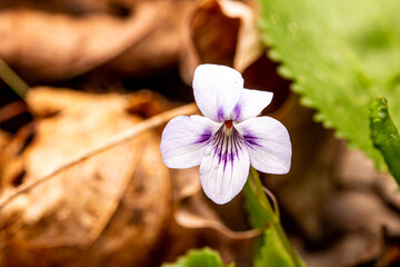 Long Spurred Violet from Morehead, Kentucky USA
