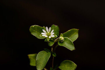 Whitlow grass from Morehead, Kentucky USA