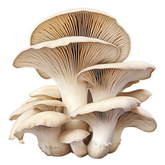 Fototapeta premium Oyster mushrooms