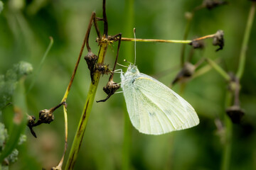 Kleiner Kohlweißling (Pieris rapae) schläft in einer Wiese