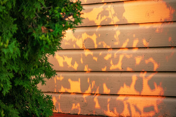 Naklejka premium The dark shadow of the leaves of a hedge on orange wooden plank wall in evening light