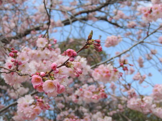 Cherry tree blossom