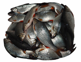 freshly caught crucian carp on a white background.  view from above.  fishing catch .  lots of fish . meal