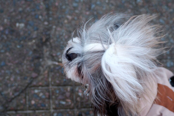 dog breed shih tzu with white and brown hair with a ponytail on his head sits on while walking in a...