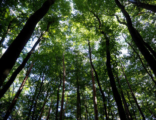 Fototapeta premium many green trees in the forest. bottom view . nature. tall tree trunks