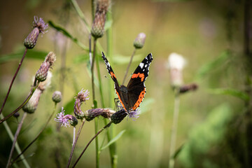 European peackock butterfly with half closed wings sitting on thistle flower in green meadow in summer with blurred green background © Marija Crow
