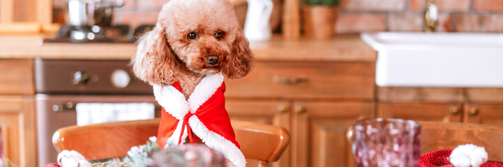 Cute apricot poodle pet dog in Christmas Santa Claus costume sits at table in chalet and ready to celebrate Christmas and New Year, set table for festive dinner, pet acting like human