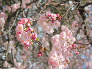 Cherry tree blossom 