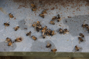 beekeeping and pollution, bee death