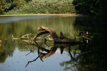 Tree in the lake