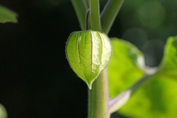 physalis, Bladder cherrie flower open seen below
