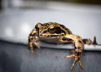 european common grass frog Rana temporaria selective focus background blur