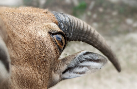 Close Up Mountain Goat Head, Eyes, Horn, Wildlife Photography