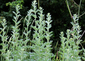 Bitter wormwood (Artemisia absinthium) bush grows in nature