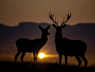 Foto op Canvas two majestic antelopes Gracefully Embracing Dusk: Serenity in th © khaled