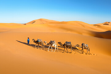 Camel caravan going through the sand dunes in the Sahara desert, Marocco. Camel in desert concept. - 639695025