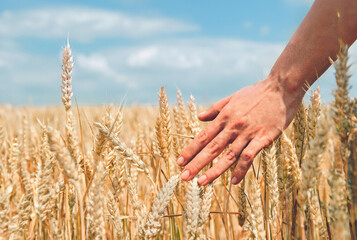 Wheat ears in the hand. Harvest concept
