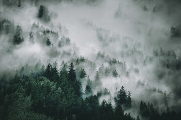 View of foggy mountains. Trees in morning fog - 639695233