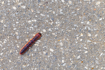 A big fat caterpillar crawls along an asphalt road