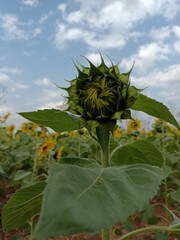 Sunflower in the sunflower field
