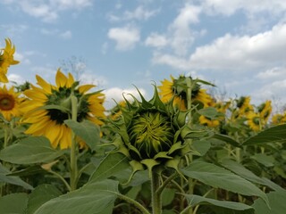 Sunflower in the sunflower field