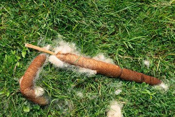 cattail flower spike or cattail head on the grass