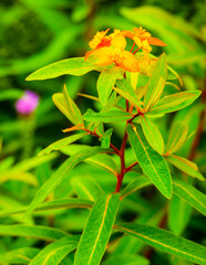 Fototapeta premium Beautiful flowers against blurred background