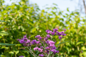 small darter butterfly on purple flowers and a scenic green foliage and blue sky background
