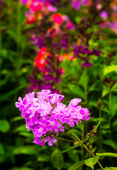 Beautiful purple flowers against blurred background