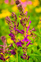 Beautiful purple flowers against blurred background