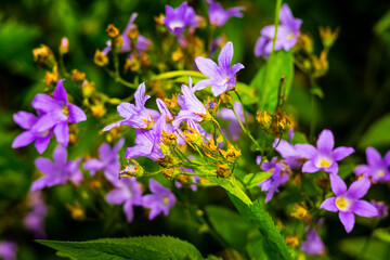 Fototapeta premium Beautiful blue flowers against blurred background