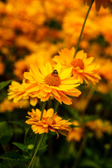 Beautiful yellow flowers against blurred background