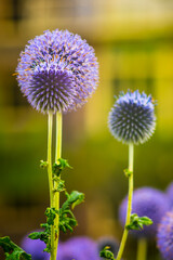 Purple Flowers against dark background close-up shot
