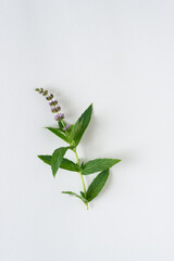 Mentha spicata or mint with flower isolated on blank paper